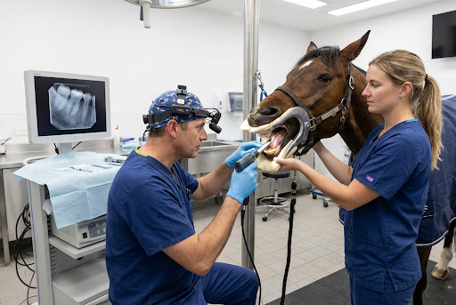 Veterinarski pregled konjskih zob